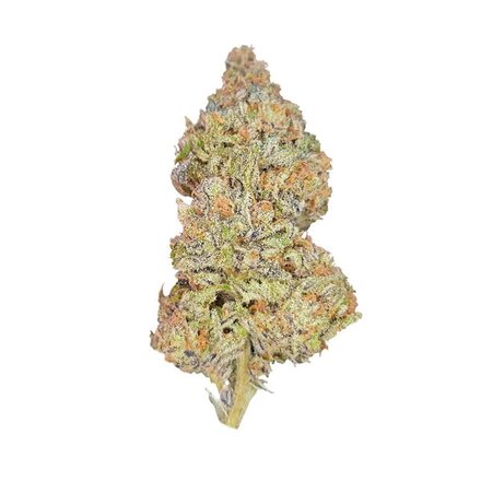 Royal Queen Seeds Cannabis Samen - Pineapple Kush Feminized - 5