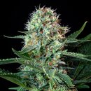 Royal Queen Seeds Cannabis Samen - Royal Cookies USA...