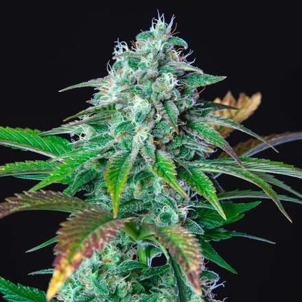 Royal Queen Seeds Cannabis Samen - Hulkberry USA Premium Feminized 5 Samen