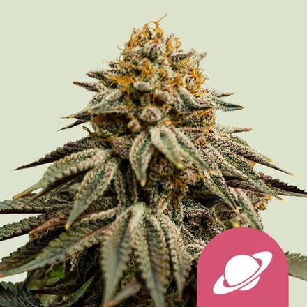 Royal Queen Seeds Cannabis Samen - Royal Skywalker USA Premium Feminized - 5 Samen