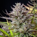 Royal Queen Seeds Cannabis Samen - Mimosa USA Premium...