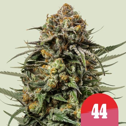 Tyson Seeds Feminized Cannabis Samen - Gelato 44 - 5 Samen