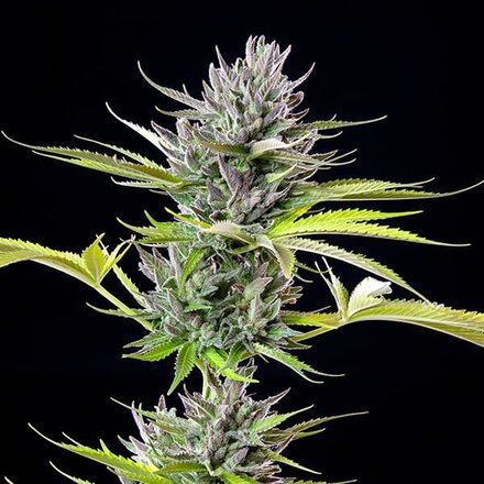 Royal Queen Seeds Cannabis Samen - Triple G USA Premium Feminized - 3 Samen