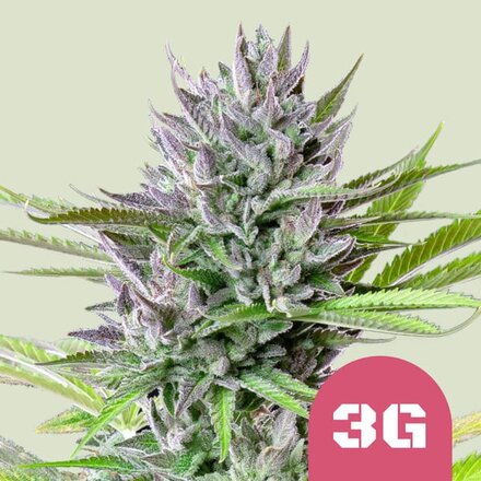 Royal Queen Seeds Cannabis Samen - Triple G USA Premium Feminized - 3 Samen