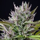 Royal Queen Seeds Cannabis Samen - Triple G USA Premium...