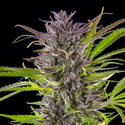 Royal Queen Seeds Cannabis Samen - Green Gelato USA Premium Feminized - 5 Samen