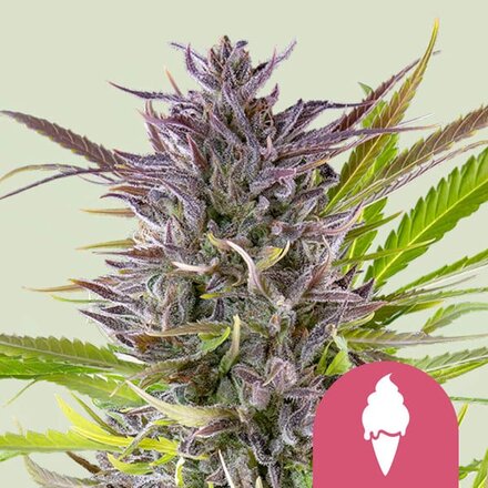 Royal Queen Seeds Cannabis Samen - Green Gelato USA Premium Feminized - 5 Samen