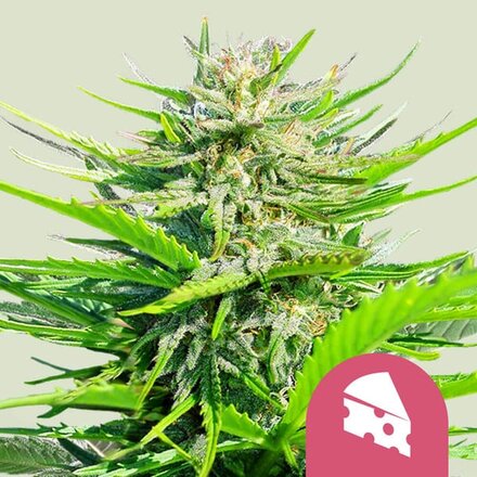 Royal Queen Seeds Cannabis Samen - Royal Cheese Feminized - 5 Samen