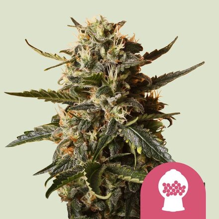 Royal Queen Seeds Cannabis Samen - Bubblegum XL Feminized - 5