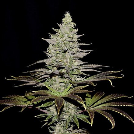 Royal Queen Seeds Cannabis Samen - Somango XL Feminized - 3 Samen