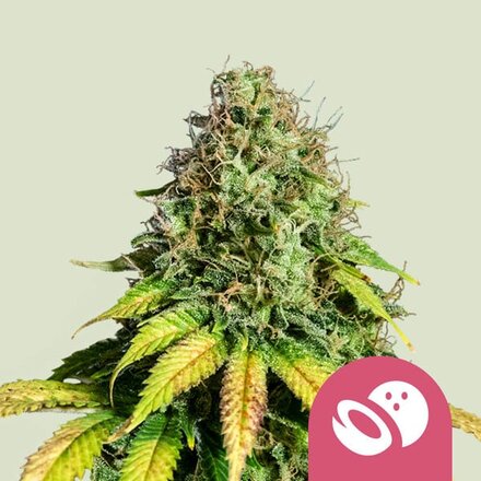 Royal Queen Seeds Cannabis Samen - Somango XL Feminized - 3 Samen