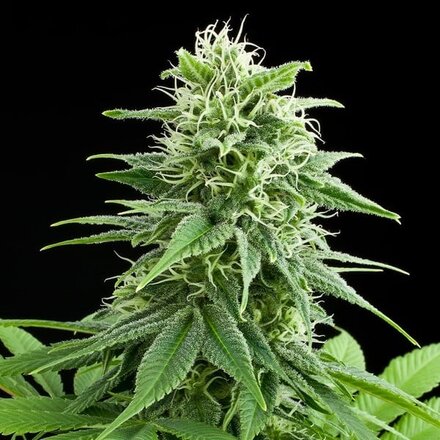 Royal Queen Seeds Cannabis Samen - Fruit Spirit Feminized - 5 Samen