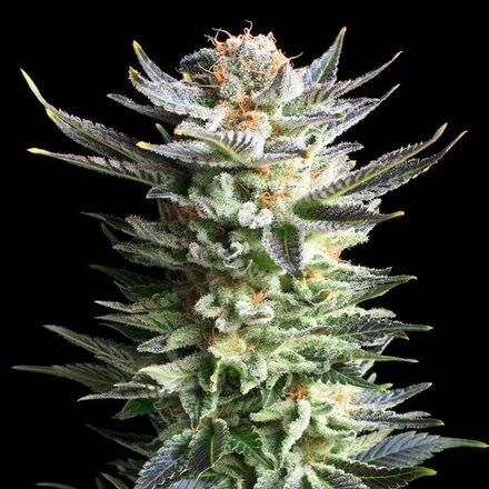 Royal Queen Seeds Cannabis Samen - Fruit Spirit Feminized - 5 Samen