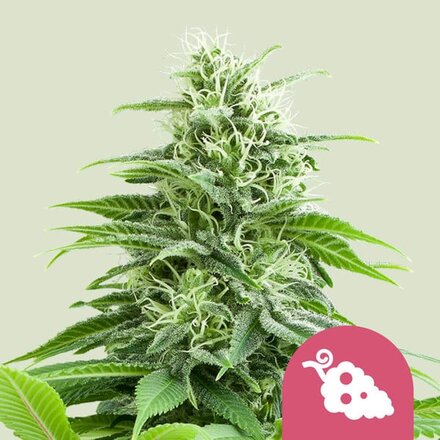 Royal Queen Seeds Cannabis Samen - Fruit Spirit Feminized - 5 Samen