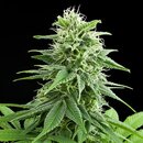 Royal Queen Seeds Cannabis Samen - Fruit Spirit Feminized...