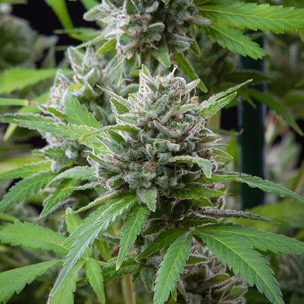 Royal Queen Seeds Cannabis Samen - El Patron Feminized - 3 Samen