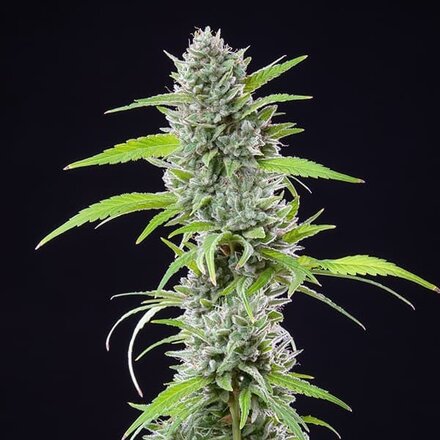 Royal Queen Seeds Cannabis Samen - El Patron Feminized - 3 Samen