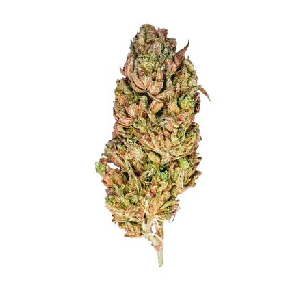 Royal Queen Seeds Cannabis Samen - El Patron Feminized - 3 Samen