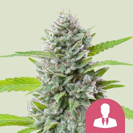 Royal Queen Seeds Cannabis Samen - El Patron Feminized - 3 Samen