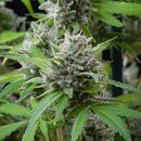 Royal Queen Seeds Cannabis Samen - El Patron Feminized -...