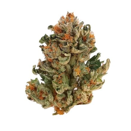 Royal Queen Seeds Cannabis Samen - Royal Domina Feminized - 5 Samen