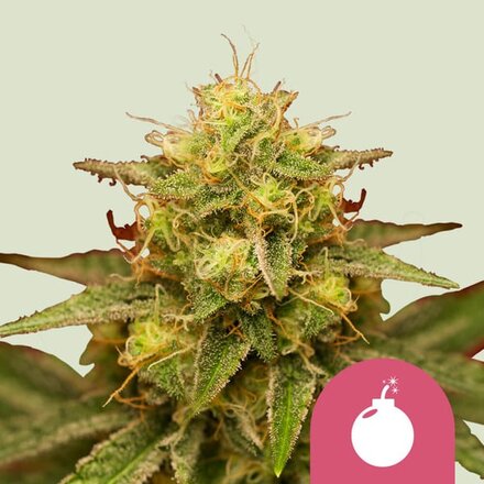 Royal Queen Seeds Cannabis Samen - Royal Domina Feminized - 5 Samen