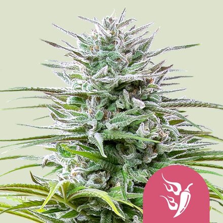 Royal Queen Seeds Cannabis Samen - Speedy Chile Feminized - 5 Samen