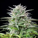 Royal Queen Seeds Cannabis Samen - Speedy Chile Feminized...