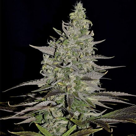 Royal Queen Seeds Cannabis Samen - Somango XL Feminized - 5 Samen