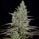 Royal Queen Seeds Cannabis Samen - Somango XL Feminized -...