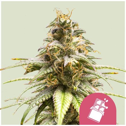 Royal Queen Seeds Cannabis Samen - Chocolate Haze Feminized - 5