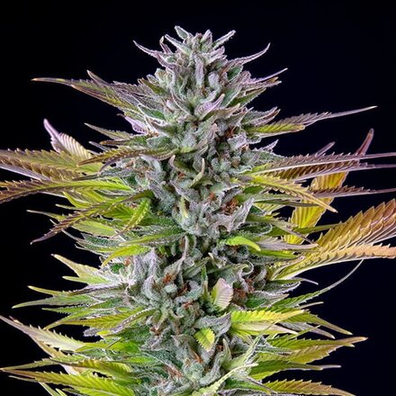 Royal Queen Seeds Cannabis Samen - Watermelon USA Premium Feminized - 5 Samen