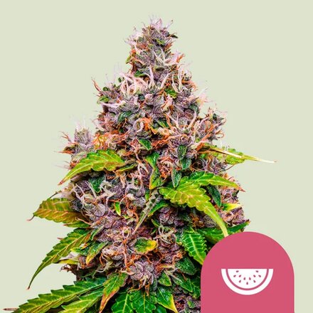 Royal Queen Seeds Cannabis Samen - Watermelon USA Premium Feminized - 5 Samen