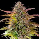Royal Queen Seeds Cannabis Samen - Cookies Gelato USA...