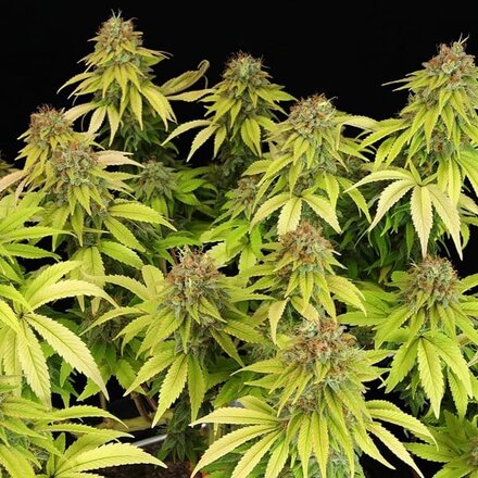 Royal Queen Seeds Cannabis Samen - Wedding Crasher USA Premium Feminized - 3 Samen