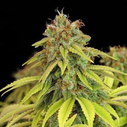 Royal Queen Seeds Cannabis Samen - Wedding Crasher USA Premium Feminized - 3 Samen