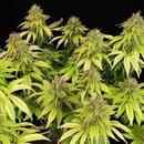 Royal Queen Seeds Cannabis Samen - Wedding Crasher USA...