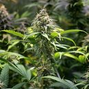 Royal Queen Seeds Cannabis Samen - Chocolate Haze...