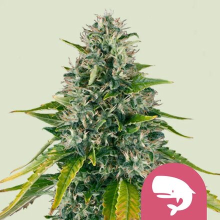Royal Queen Seeds Cannabis Samen - Royal Moby Feminized - 3 Stk