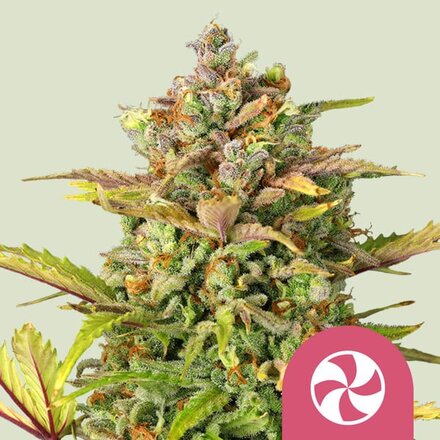 Royal Queen Seeds Cannabis Samen - Sweet ZZ USA Premium Feminized - 5 Samen