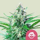 Royal Queen Seeds Cannabis Samen - Grape Ape USA Premium...