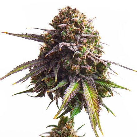 Royal Queen Seeds Cannabis Samen - Biscotti USA Premium Feminized - 5 Samen