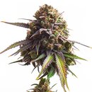 Royal Queen Seeds Cannabis Samen - Biscotti USA Premium...