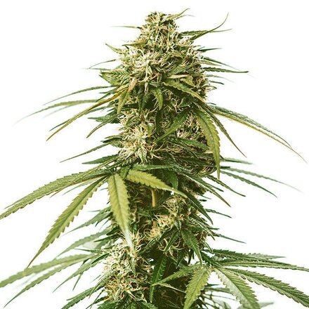 Royal Queen Seeds Cannabis Samen - Gusher USA Premium Feminized - 3 Samen