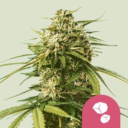 Royal Queen Seeds Cannabis Samen - Gusher USA Premium Feminized - 3 Samen