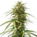 Royal Queen Seeds Cannabis Samen - Gusher USA Premium...