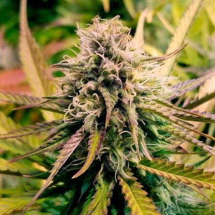 Royal Queen Seeds Cannabis Samen - Candy Kush Express Feminized - 5 Samen