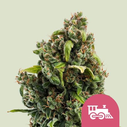 Royal Queen Seeds Cannabis Samen - Candy Kush Express Feminized - 5 Samen