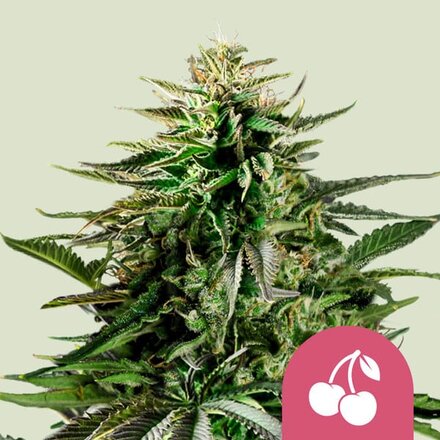 Royal Queen Seeds Cannabis Samen - Cherry Pie USA Premium Feminized - 5 Samen