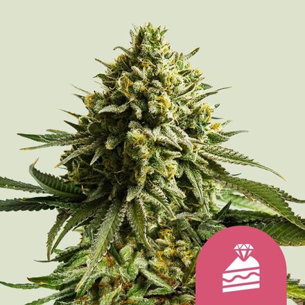 Royal Queen Seeds Cannabis Samen - Wedding Cake USA Premium - 3 Samen